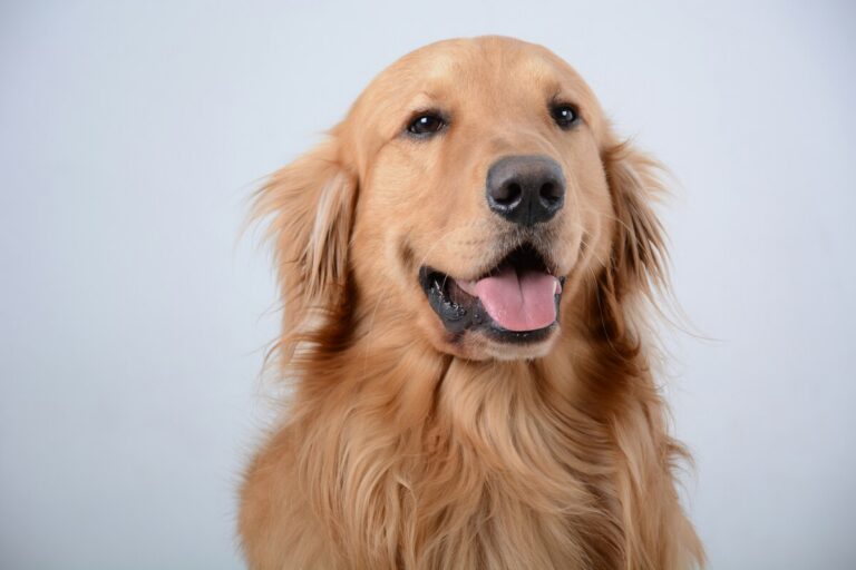 Golden retriever ladro