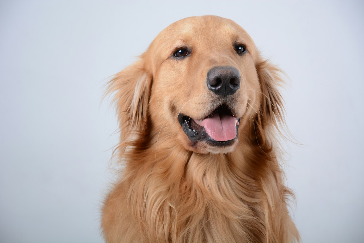Ladro entra in casa, il Golden Retriever lo accoglie così: il video è virale
