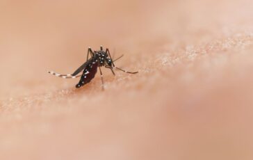 caso dengue pavia