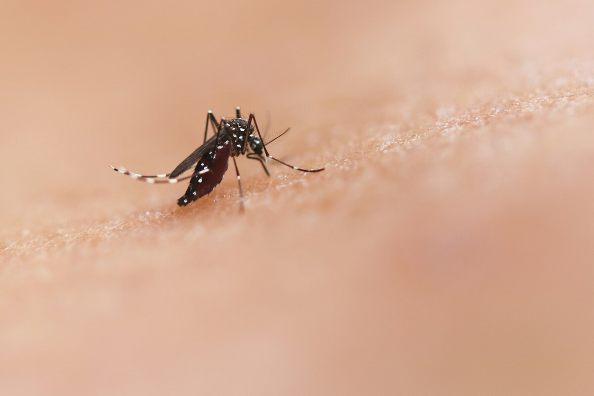 Caso Dengue a Cilavegna: al via il piano di disinfestazione in tre vie della città
