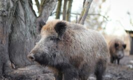 peste suina africana roma