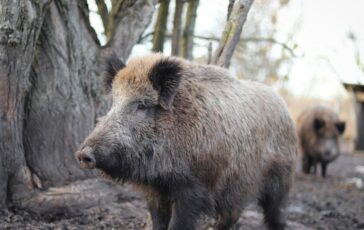peste suina africana roma