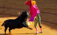 Toro scavalca la barriera e finisce tra il pubblico: paura durante la corrida