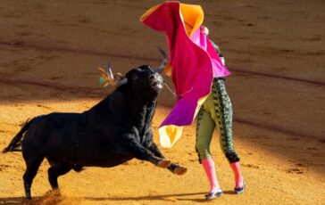 Spagna, toro salta la barriera durante la corrida: paura tra il pubblico