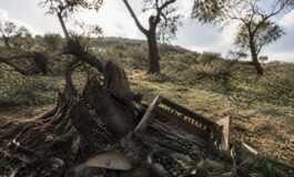 Ulivi palestinesi sradicati a Deir Nidham: crisi per la stagione di ottobre