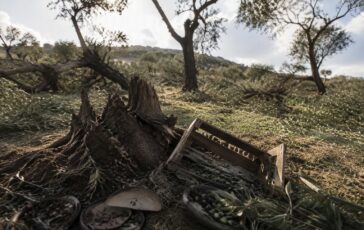 Ulivi palestinesi sradicati a Deir Nidham: crisi per la stagione di ottobre