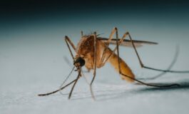 virus zanzare west nile italia