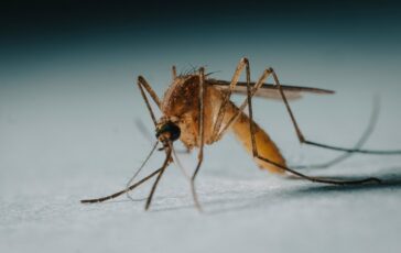 virus zanzare west nile italia