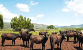 A Sorrento il World Buffalo Congress dopo 20 anni torna in Italia 265x160
