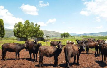 A Sorrento il World Buffalo Congress dopo 20 anni torna in Italia 364x230
