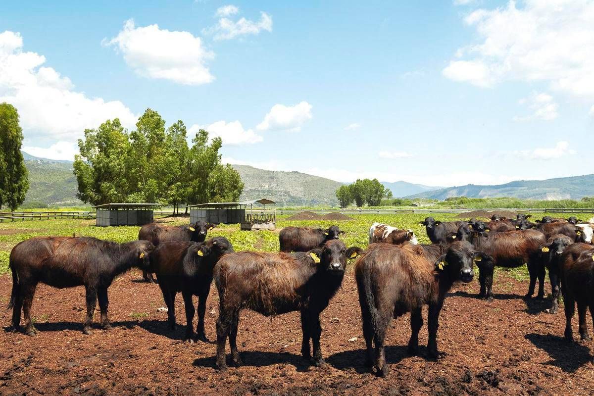 A Sorrento il World Buffalo Congress, dopo 20 anni torna in Italia