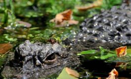 Aggredito e trascinato sottacqua da un alligatore mentre pesca morto 71enne 265x160