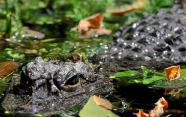 aggredito e trascinato sottacqua da un alligatore mentre pesca morto 71enne 2