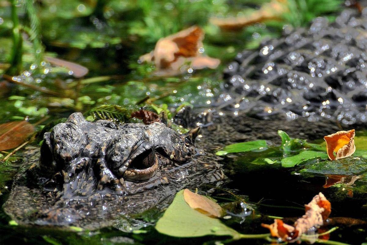 Aggredito e trascinato sott’acqua da un alligatore mentre pesca: morto 71enne