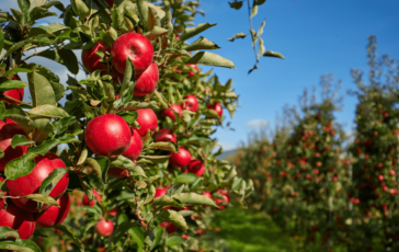 Agricoltura Italia sul tetto del mondo export di mele da primato per il secondo anno consecutivo 364x230