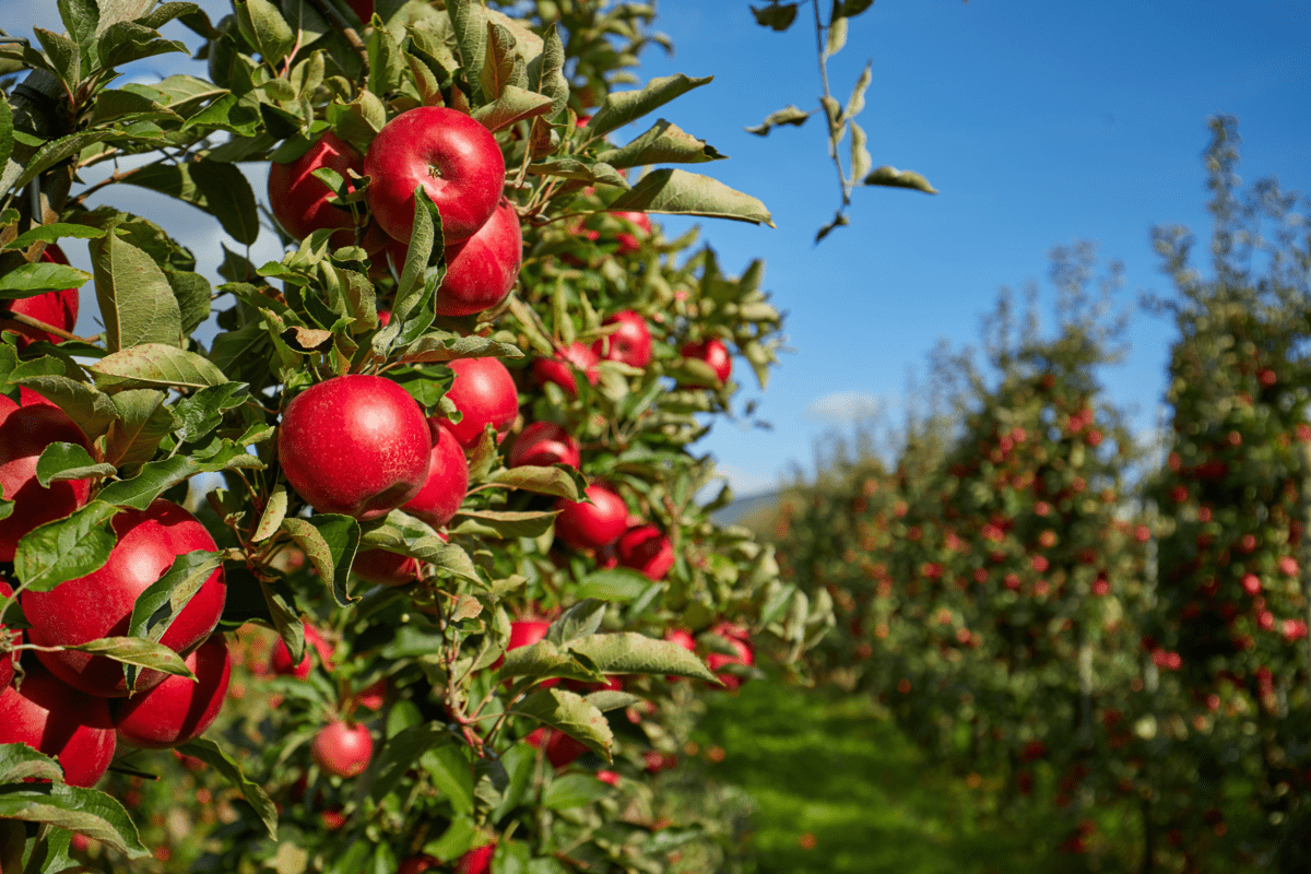Agricoltura, Italia sul tetto del mondo: export di mele da primato per il secondo anno consecutivo