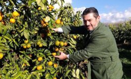Agroalimentare Consorzio Armonia porta sul mercato Perrina nuova clementina tardiva italiana 265x160