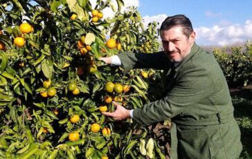 Agroalimentare Consorzio Armonia porta sul mercato Perrina nuova clementina tardiva italiana 364x230