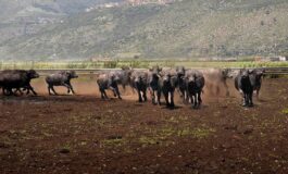 Al via il World buffalo congress da tutto il mondo a Sorrento per studiare la bufala 265x160
