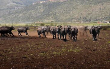 Al via il World buffalo congress da tutto il mondo a Sorrento per studiare la bufala 364x230