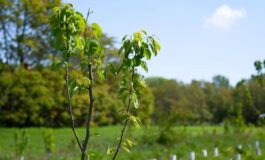 Atlante delle Foreste 37 milioni di alberi piantati nel 2025 265x160