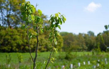 Atlante delle Foreste 37 milioni di alberi piantati nel 2025 364x230