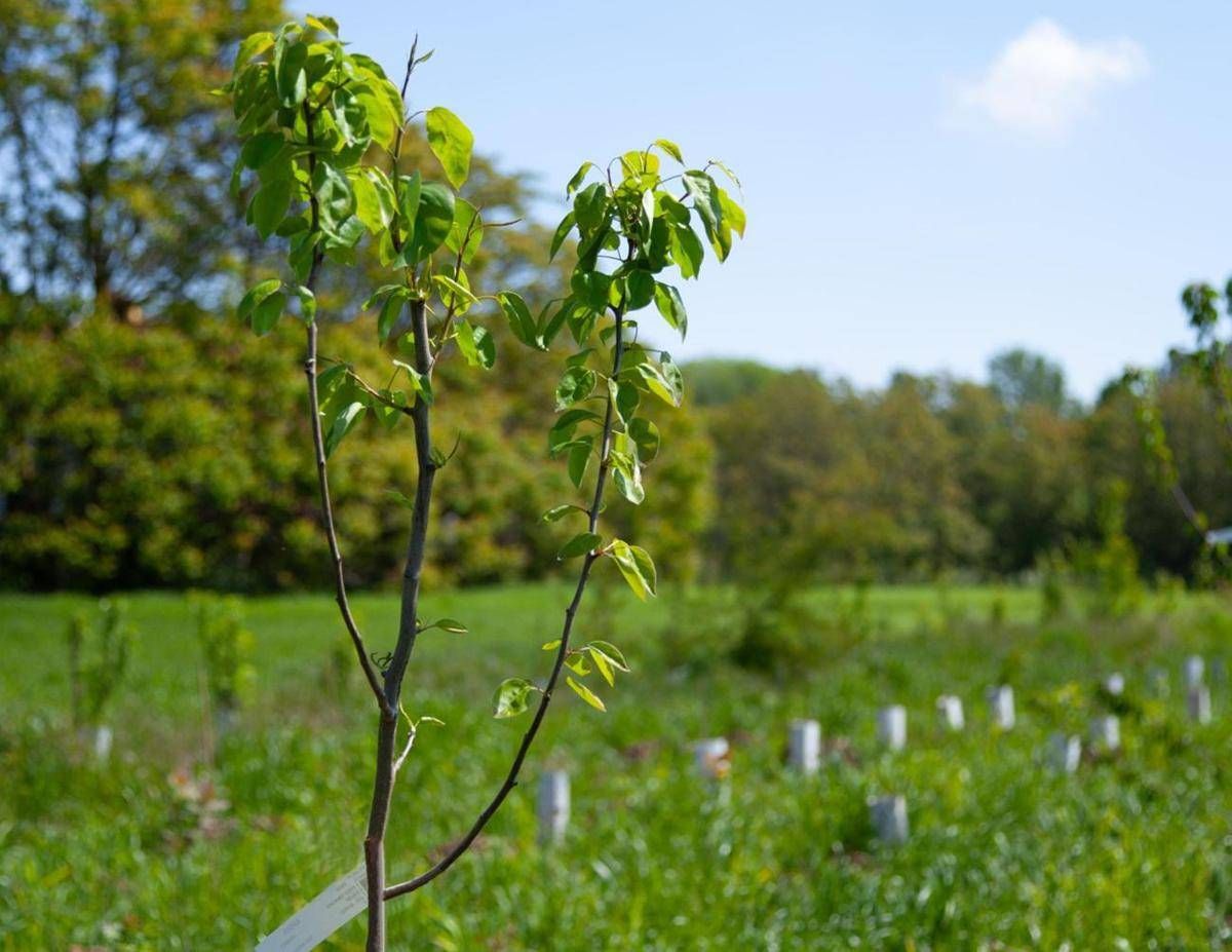 Atlante delle Foreste, 3,7 milioni di alberi piantati nel 2025