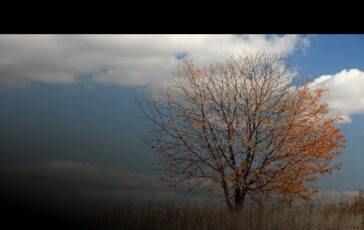 Che fine fara il foliage Il fenomeno del falso autunno preoccupa 364x230