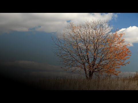 Che fine farà il foliage? Il fenomeno del 'falso autunno' preoccupa