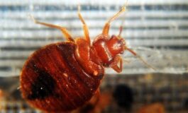 Dalla cimice asiatica a quella dei letti oltre 1.500 specie in Italia 265x160