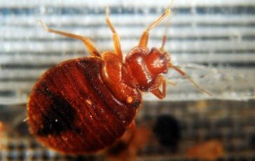From the Asian stink bug to the bed bug, over 1.500 species in Italy 364x230