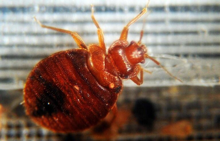 Dalla cimice asiatica a quella dei letti oltre 1.500 specie in Italia 768x495