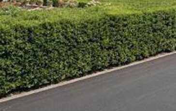 la siepe e verde e ben potata ma sporge multa da 180 euro a ogni condomino della palazzina 2