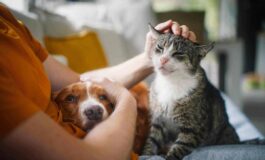 Legame persone animali non e semplice convivenza ecco leffetto pawsitivity che fa bene alla salute mentale 265x160