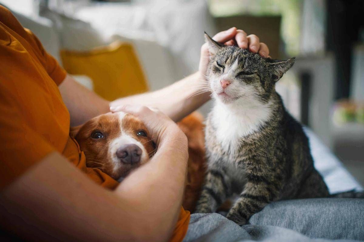 Legame persone-animali non è semplice convivenza, ecco l'effetto 'pawsitivity' che fa bene alla salute mentale