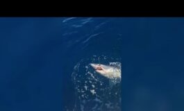 Livorno lo squalo mako si attacca allamo lotta unora e poi si libera 265x160