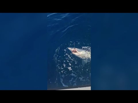 Livorno, lo squalo mako si attacca all'amo, lotta un'ora e poi si libera