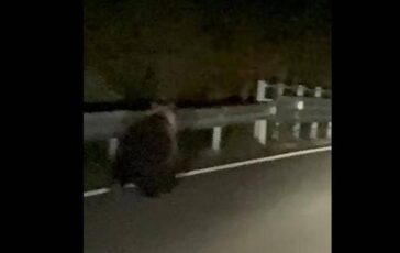 orso avvistato a enego filmato sulla valgadena scattano i controlli del dna 2