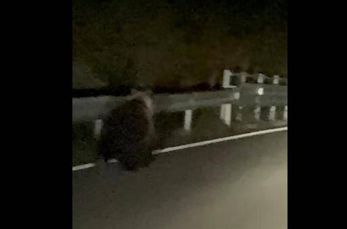 Orso avvistato a Enego, filmato sulla Valgadena: scattano i controlli del Dna