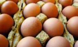 Richiamo uova biologiche per rischio Salmonella lotti e scadenze 265x160