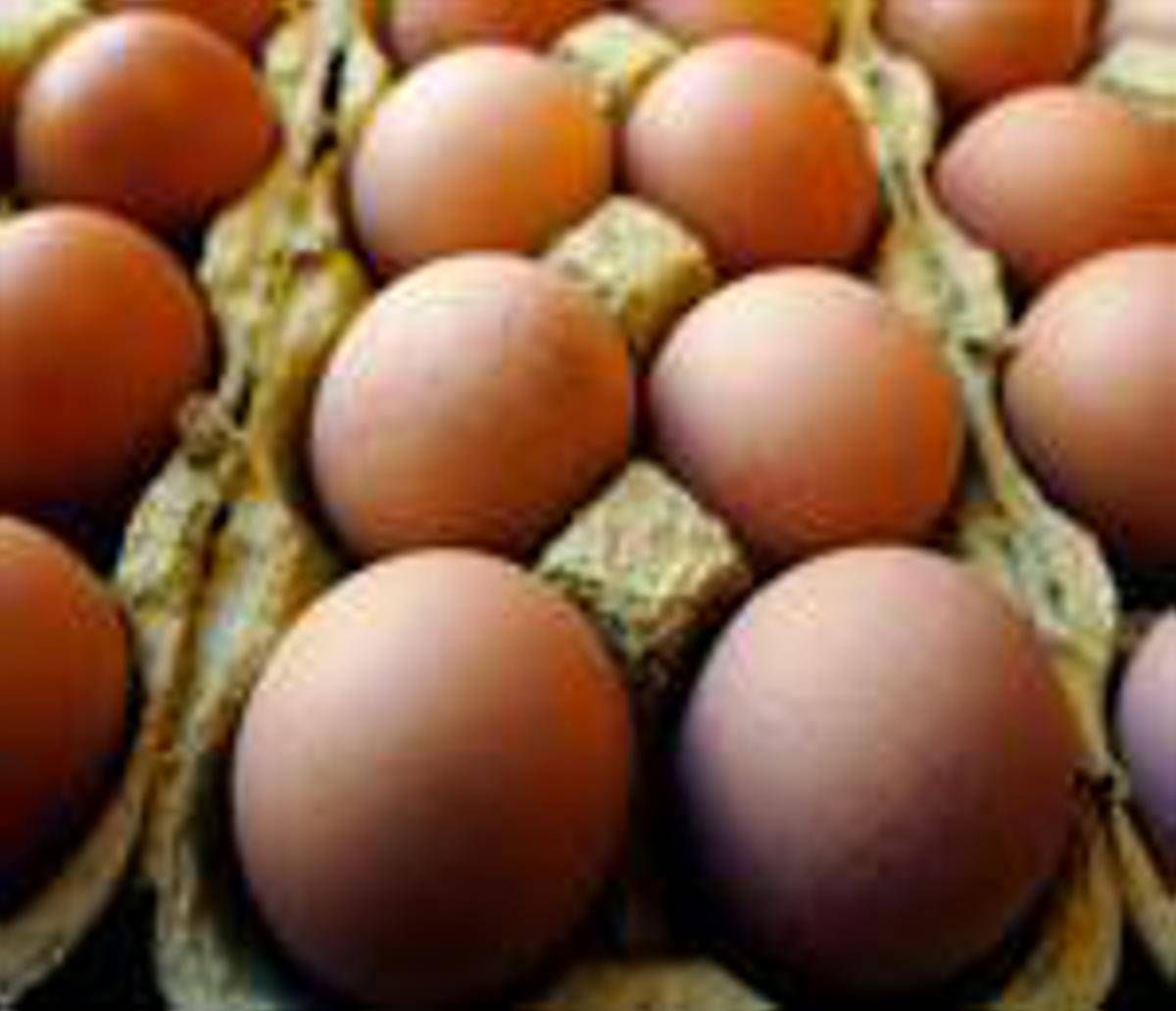 Richiamo uova biologiche per rischio Salmonella: lotti e scadenze