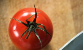 Rischio salmonella a Bari Asl vieta pomodori freschi in mense nidi scuole e Rsa 265x160
