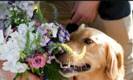 Romasposa per le nozze sempre piu richiesti sostenibilita personalizzazione e dettagli botanici per ritorno alla natura 265x160