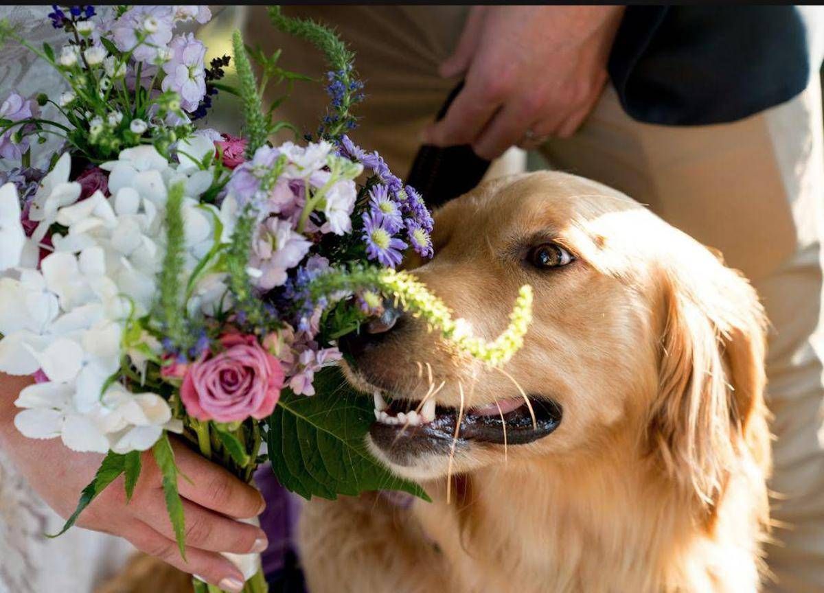 Romasposa, per le nozze sempre più richiesti sostenibilità personalizzazione e dettagli botanici per ritorno alla natura