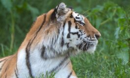 Scavalca il recinto e viene sbranato da una tigre allo zoo tragedia nello Yorkshire 265x160