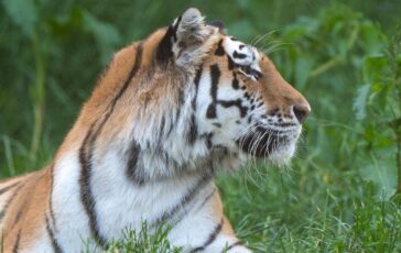 Scavalca il recinto e viene sbranato da una tigre allo zoo tragedia nello Yorkshire 364x230