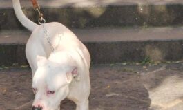 Seduta al tavolino di un bar viene azzannata in testa da un cane sfuggito alla dog sitter 265x160