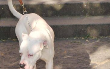 Seduta al tavolino di un bar viene azzannata in testa da un cane sfuggito alla dog sitter 364x230
