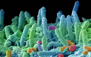 Superbugs: New pandemic calls for microbiologists to secure funding in budget and environmental policies. 364x230