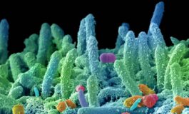 Super batteri nuova pandemia appello microbiologi fondi certi in Manovra e politiche ambientali﻿ 265x160